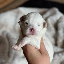 Popsicle - White male Sheepadoodle puppy in Wharton, Texas from Little Fur Friends