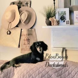 Sadie - Dachshund