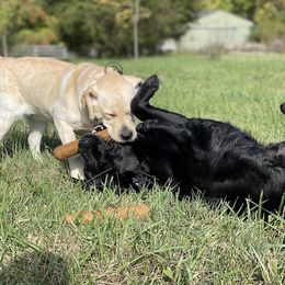Labrador Retriever All Grown Up from Trouvae Labradors