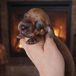 Boy 2 - Red male Dachshund puppy in Clayton, Indiana from Love Struck Miniature Dachshunds