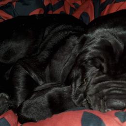 Neapolitan Mastiffs from Underworld neapolitan Mastiffs
