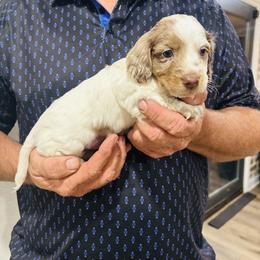 James - Dapple male Dachshund puppy in Altus, Oklahoma from Johnson Prairie Pups