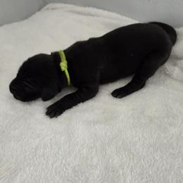 Black girl. Green collar - Black female Great Dane puppy in Hickman, Kentucky from Tidal Wave Danes