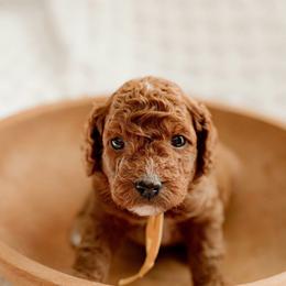 Ladder (yellow collar) - Red  male Goldendoodle puppy in Apopka, Florida from The Classic Doodle