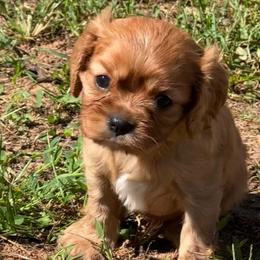 Charlie - Ruby male Cavalier King Charles Spaniel puppy in Watkinsville, Georgia from Cavaliers of Windsor