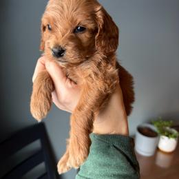 Miles - Apricot male Cavapoo puppy in Battle Lake, Minnesota from Panda Puppies