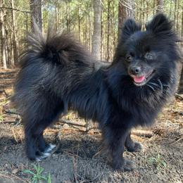 Watari - Pomeranian