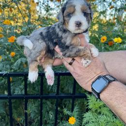 Aussiedoodle and Bernedoodle Puppies from LolliPop Farms