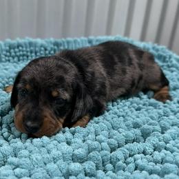 Bang - Dapple male Dachshund puppy in Brashear, Texas from Shepherds Run Miniature Dachshunds