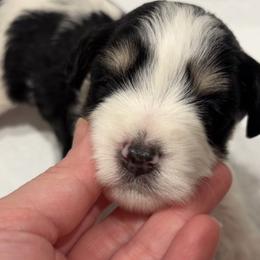Miniature Schnauzer Puppies from 92882 Schnauzerville