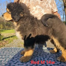 Boy 1 - Black and tan Tibetan Mastiff puppy in Cedartown, Georgia from Aujudon Tibetan Mastiffs
