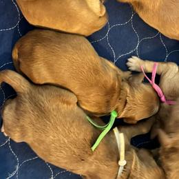 Dopey- Green - Apricot male Goldendoodle puppy in Bay City, Texas from Charming Doods Goldendoodles
