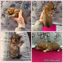 Shaded chocolate base  red dapple female - Dapple female Dachshund puppy in Madison, Wisconsin from SK Dashing  Dachshunds