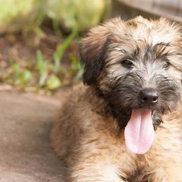 Norwich Terriers and Soft Coated Wheaten Terriers from Shakira Kennels