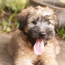 Norwich Terriers and Soft Coated Wheaten Terriers from Shakira Kennels