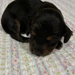 Saydee - Black and tan female Dachshund puppy in Dobson, North Carolina from Oakleys Dachshund Haven