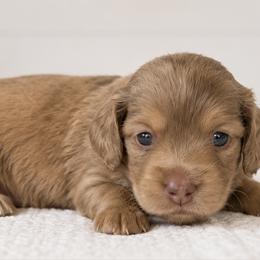 Dachshund Puppies from Cape Cod Doxies