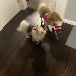 Pomeranian Puppies from ARC Kennels