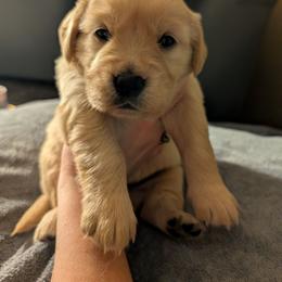 Yellow - Light golden female Golden Retriever puppy in Madison, Ohio from Heckmans English Cream Golden Retrievers
