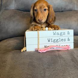 Brindle female - Brindle female Dachshund puppy in Stuart, Iowa from Johnson Family Paws