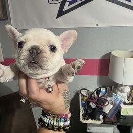 Girl 1 - White female French Bulldog puppy in Forney, Texas from Dallas Lonestar Bullies