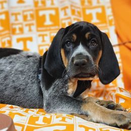 Bluetick Coonhound and Labrador Retriever Puppies from Five Oaks Retreat