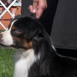 Clark - Miniature American Shepherd