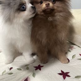 Pomeranian Puppies from Luna Kennel