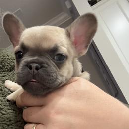French Bulldog Puppies from The Frenchie Lady Co.