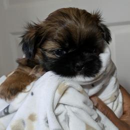 Shih Tzu Puppies from Ming Xing Shih Tzu
