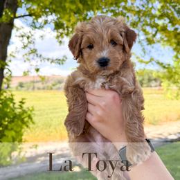 La Toya - Cream female Goldendoodle puppy in Melba, Idaho from KZ Doodles