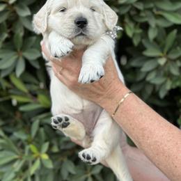 Golden Retriever Puppies from Sanctuary Ranch Goldens