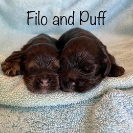 Cocker Spaniel and English Cocker Spaniel Puppies from Jesselle Cocker Spaniels