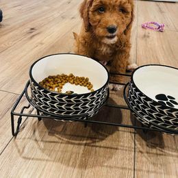 Bernedoodle and Goldendoodle Puppies from Brunsman Country Doodles LLC