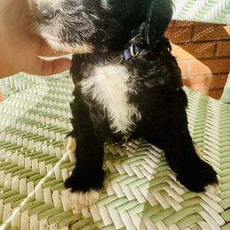 Sheepadoodle Puppies from Boujie Doo’s