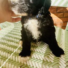 Sheepadoodle Puppies from Boujie Doo’s