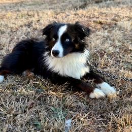 Rocky - Miniature Australian Shepherd