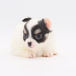 Audrey - Black and white female Chihuahua puppy in Tulsa, Oklahoma from H-3 Chihuahuas