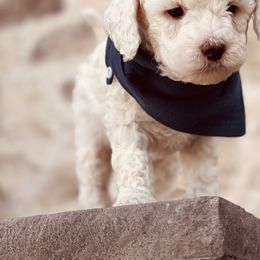 Goldendoodle and Poodle Puppies from Doodle Puppy Parti