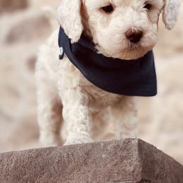 Goldendoodle and Poodle Puppies from Doodle Puppy Parti