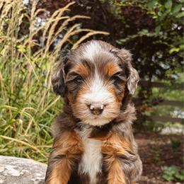 STOICK - male Australian Mountain Doodle puppy in Wellsville, Utah from Stay Golden Doodles