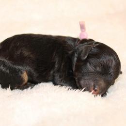 Pink collar girl - Phantom female Poodle puppy in Eagle Mountain, Utah from Liberty Farms Puppies