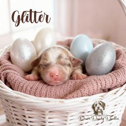 Glitter - Red merle female Aussiedoodle puppy in Roebuck, South Carolina from Dani's Dandy Doodles