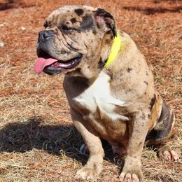 Alapaha Blue Blood Bulldog All Grown Up from Chop Top Alapahas