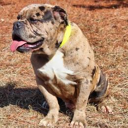 Alapaha Blue Blood Bulldog All Grown Up from Chop Top Alapahas