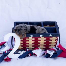 Reef - Blue merle male Australian Shepherd puppy in Eubank, Kentucky from Ashlee's Aussies