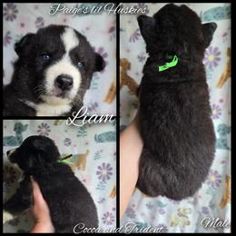Liam - Black and white male Siberian Husky puppy in Bloomfield, Indiana from Paiges lil huskies
