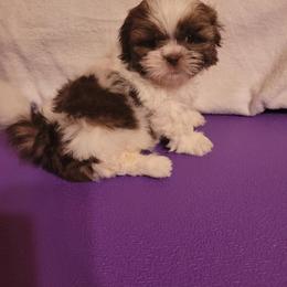 Kolton - Liver and white male Shih Tzu puppy in Parma, Ohio from D's DeVine Shih-Tzu
