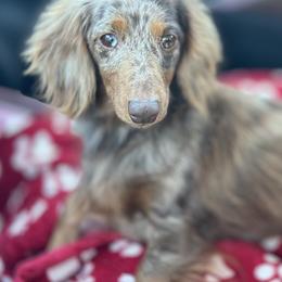 Elle - Dapple female Dachshund puppy in Lakeland, Florida from Elite Doxies Florida