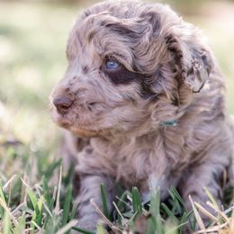 Aussiedoodle and Springerdoodle Puppies from Deek’s Designer Doodles